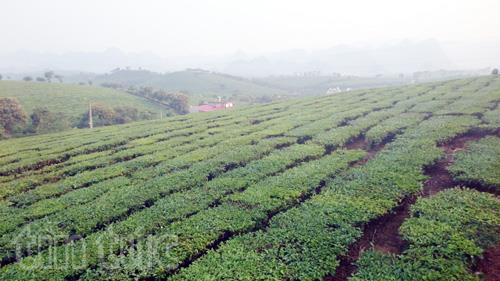 Moc Chau spacious tea hills